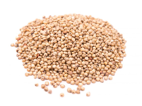 sorghum-grain